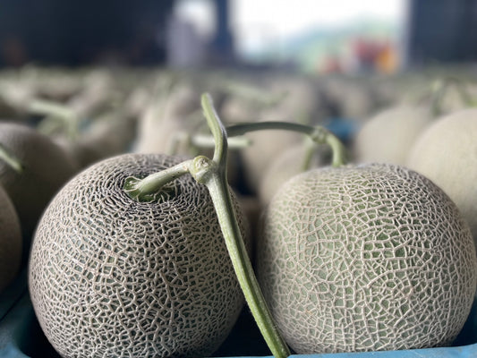 Its the time for Furano Melons