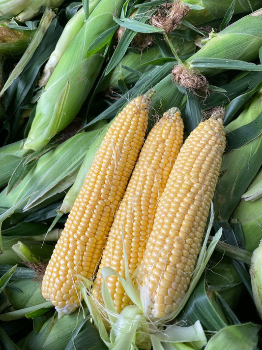 Our Best Honey Corn! from Mid of August