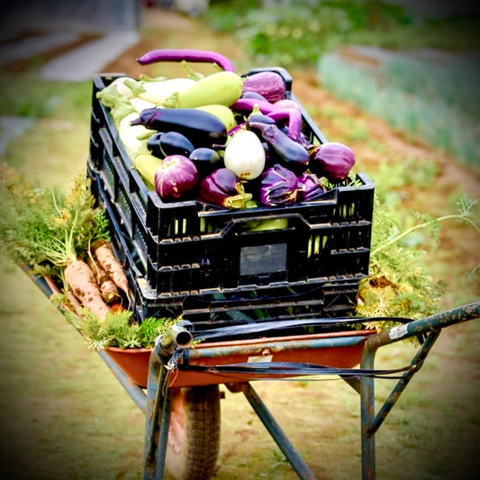 Passion-filled " Vege Life" Vegetable Set　