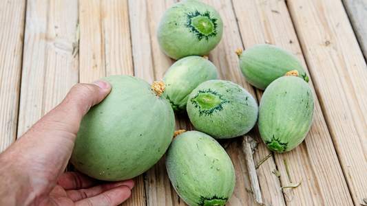 The Secret Behind Sweet Furano Melons