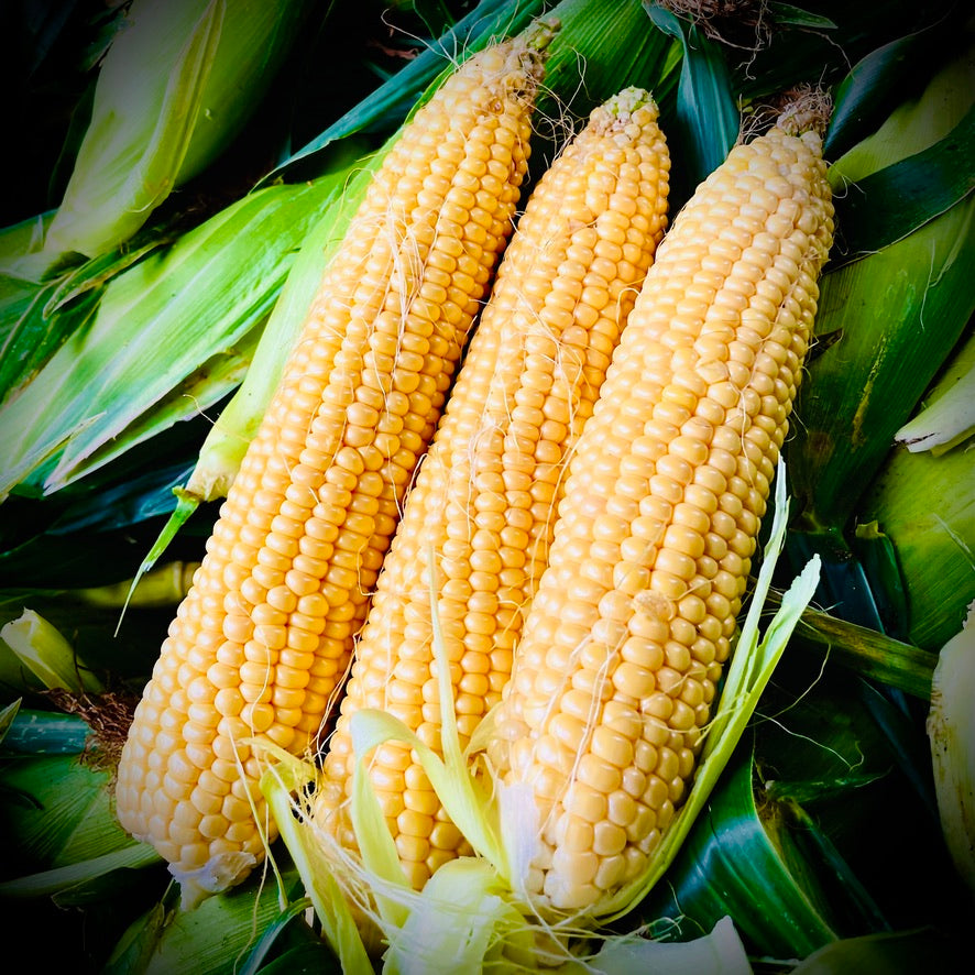 Organic Sweet Corn from Furano