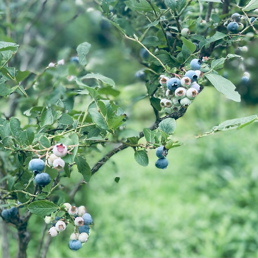 Organic Blueberry Preserves from Hokkaido