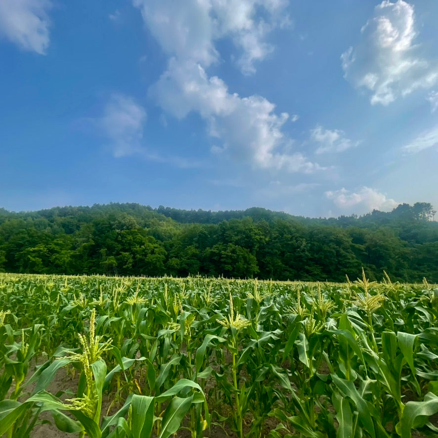 [10kg Box Value pack ] JAS Organic Sweet Corn( incl shipping )