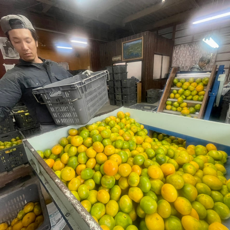 WASE MIKAN (Early-Harvest Mandarin Oranges)