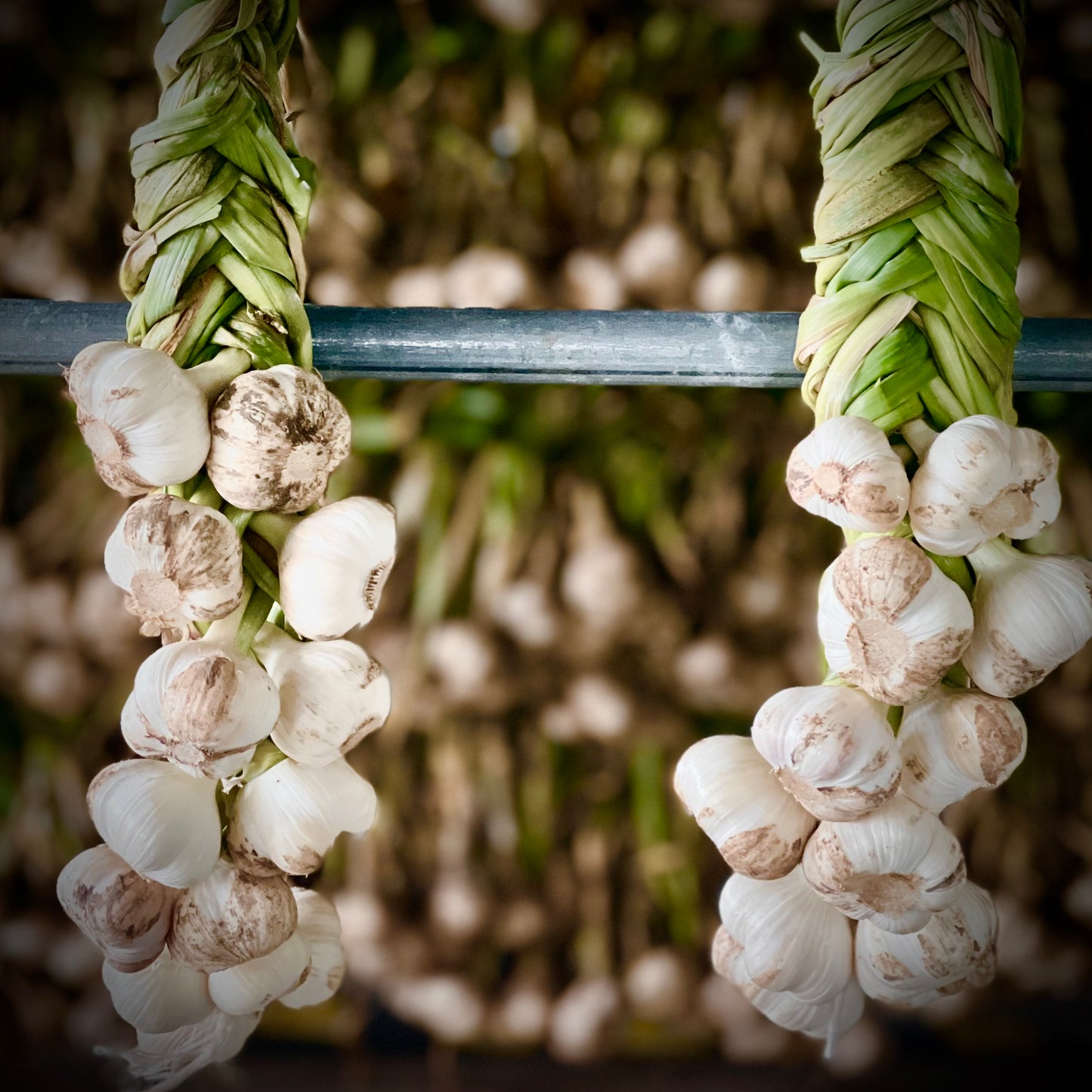 Organic Garlic 1kg (12-15pc) incl Shipping