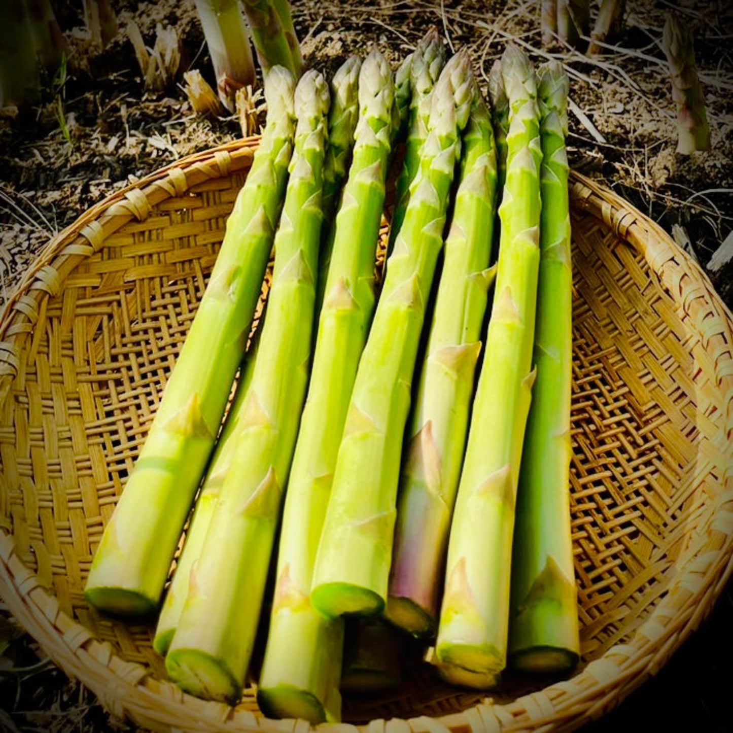 White/Green Asparagus  size L-2L mix