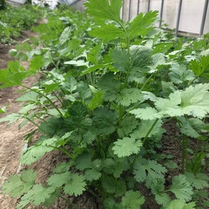 Seasonal  Fresh Herbs Set