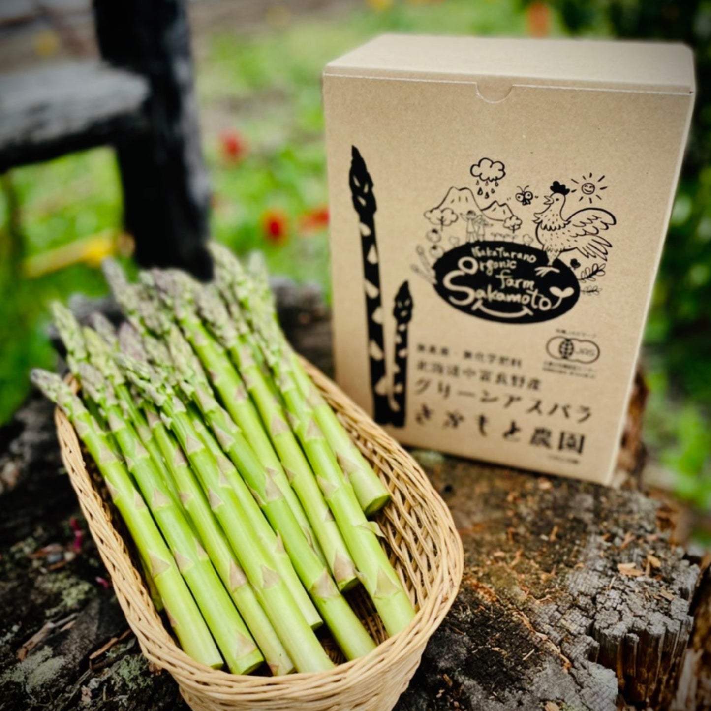 Green asparagus from farm Sakamoto