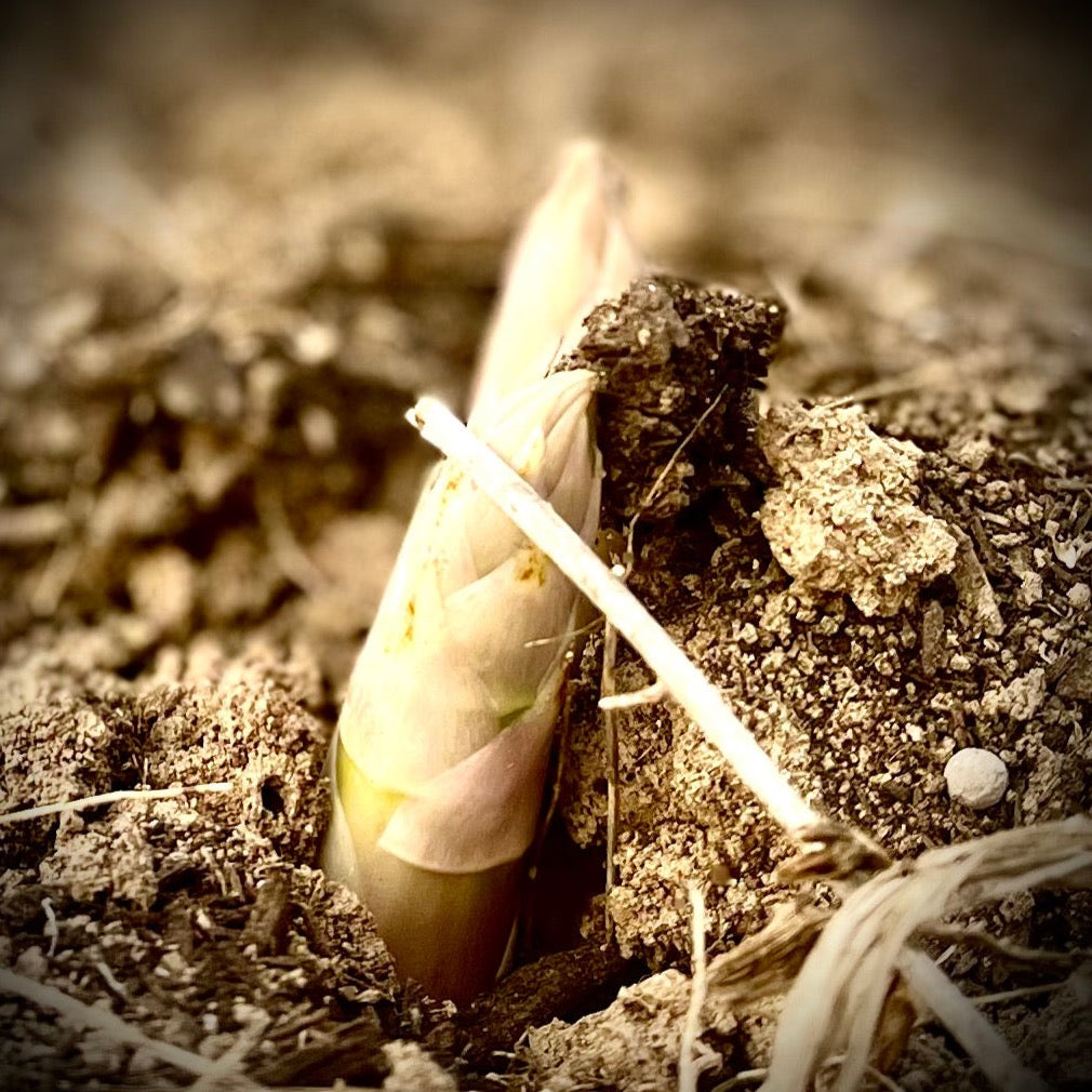 Green asparagus from farm Kasai